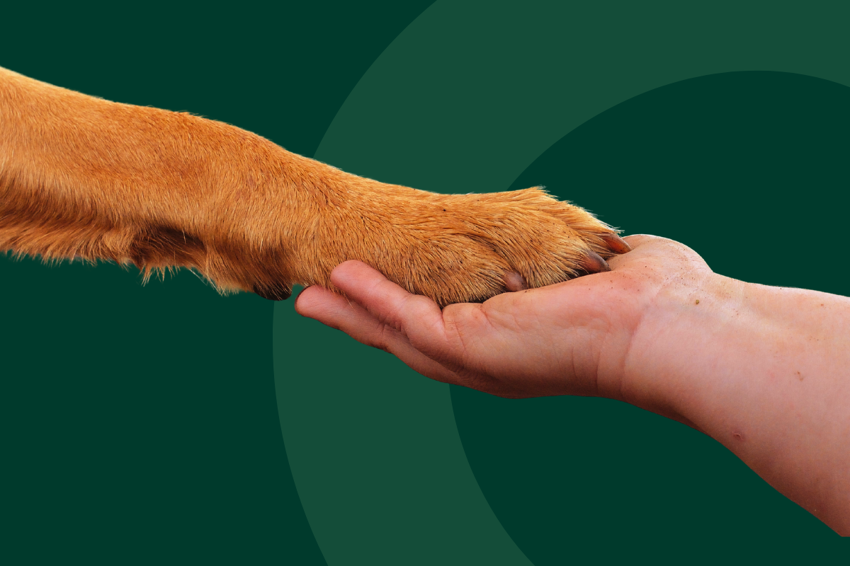 A handshake between a human hand and a dog paw.